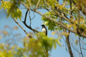 Blue-and-white Flycatcher Osaka castle park Sun, 4/11/2021