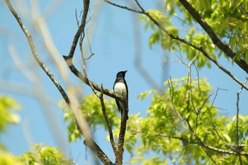 Blue-and-white Flycatcher Osaka castle park Sun, 4/11/2021