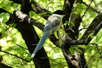 オナガ 都立浮間公園 2021年4月18日(日)