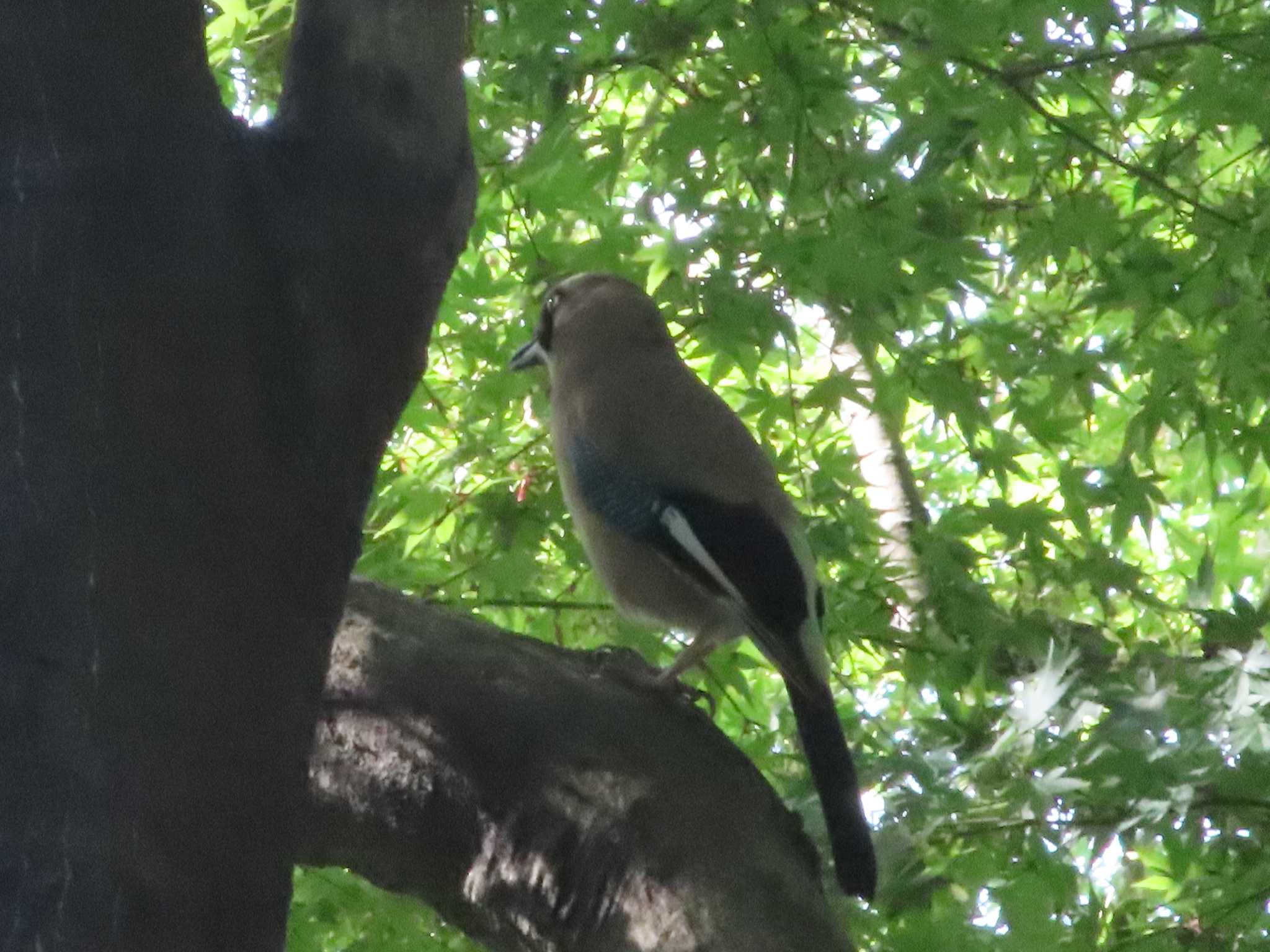 黒鐘公園 カケスの写真