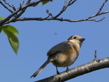 2021年4月18日(日) 三ツ池公園(横浜市鶴見区)の野鳥観察記録