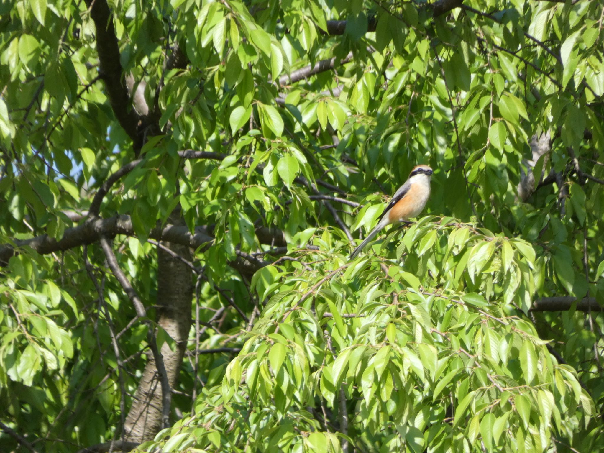 Bull-headed Shrike