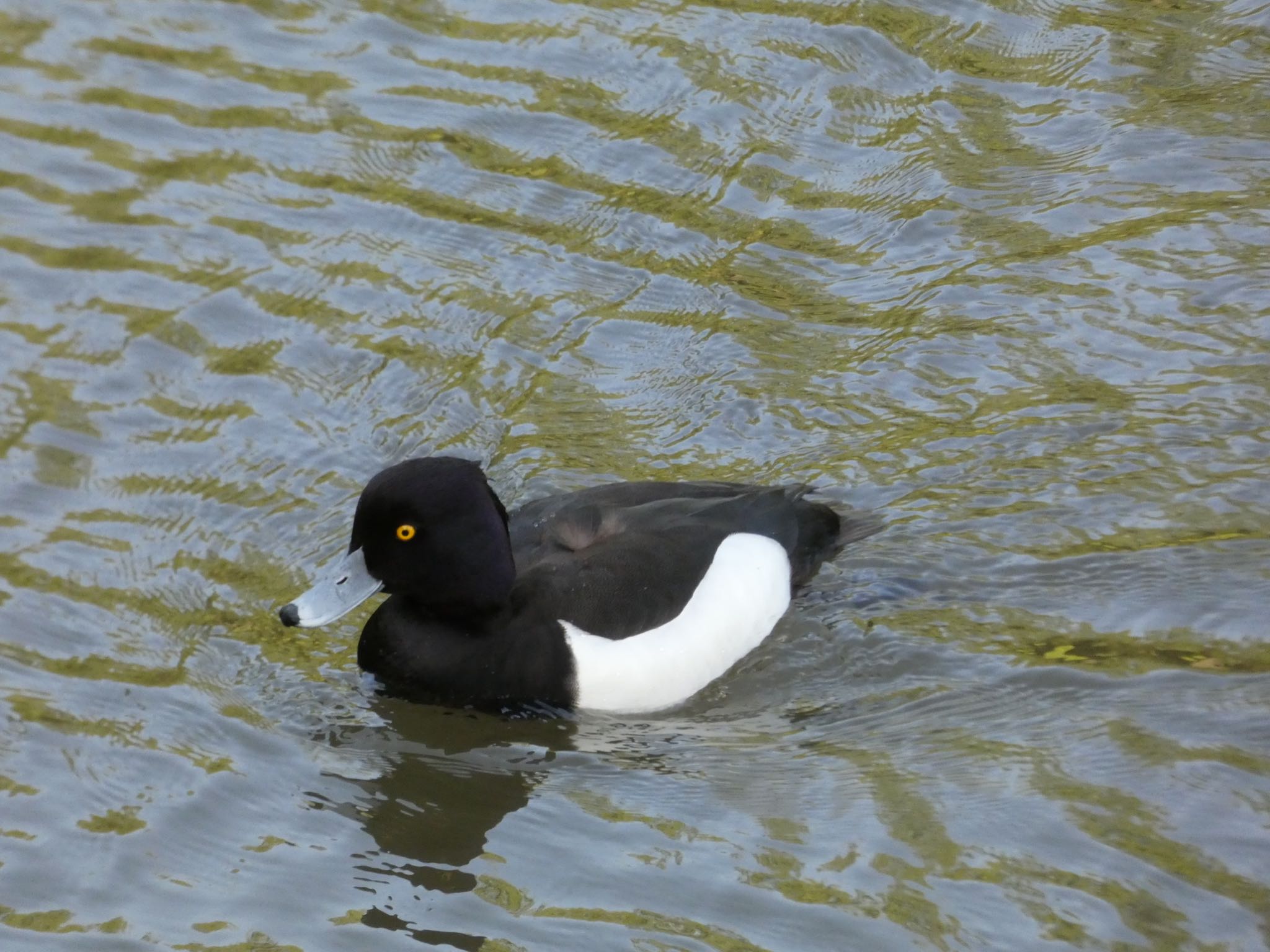 Tufted Duck