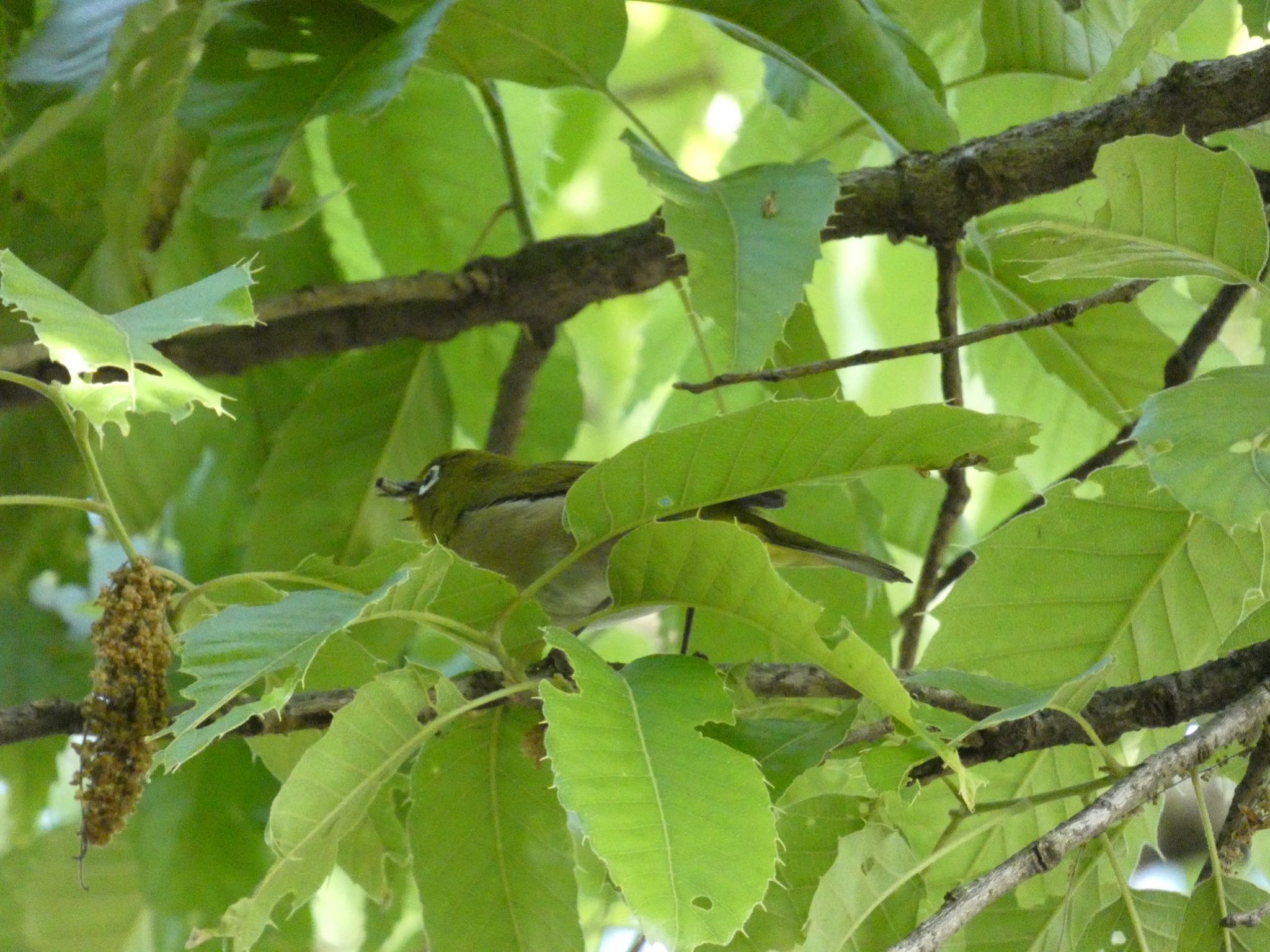 Warbling White-eye