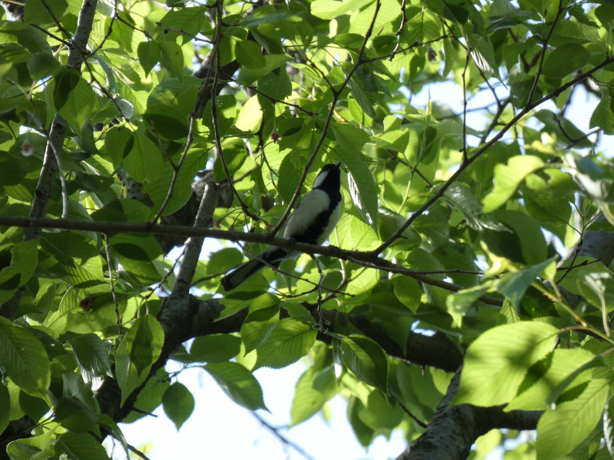 Japanese Tit