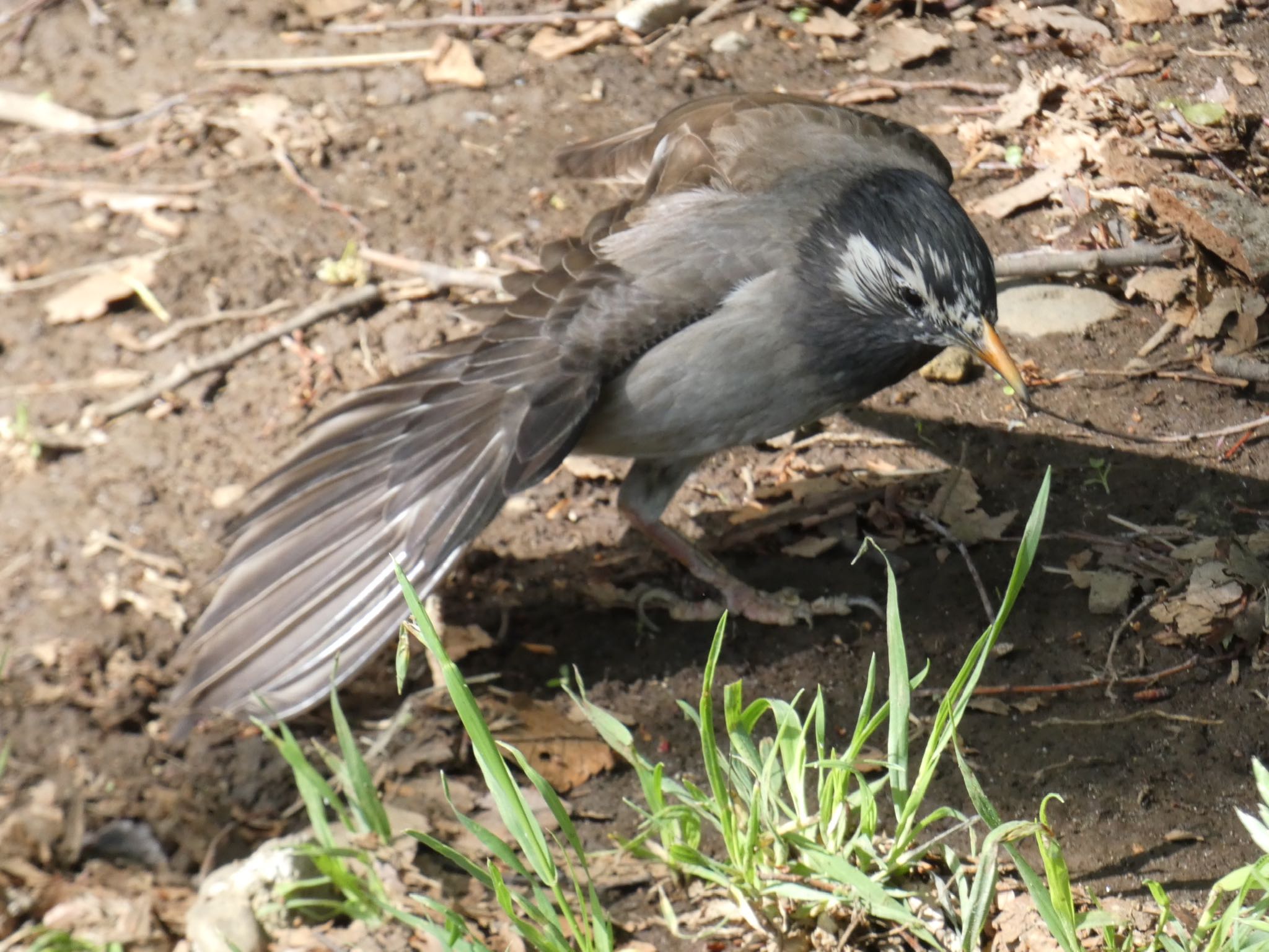 White-cheeked Starling