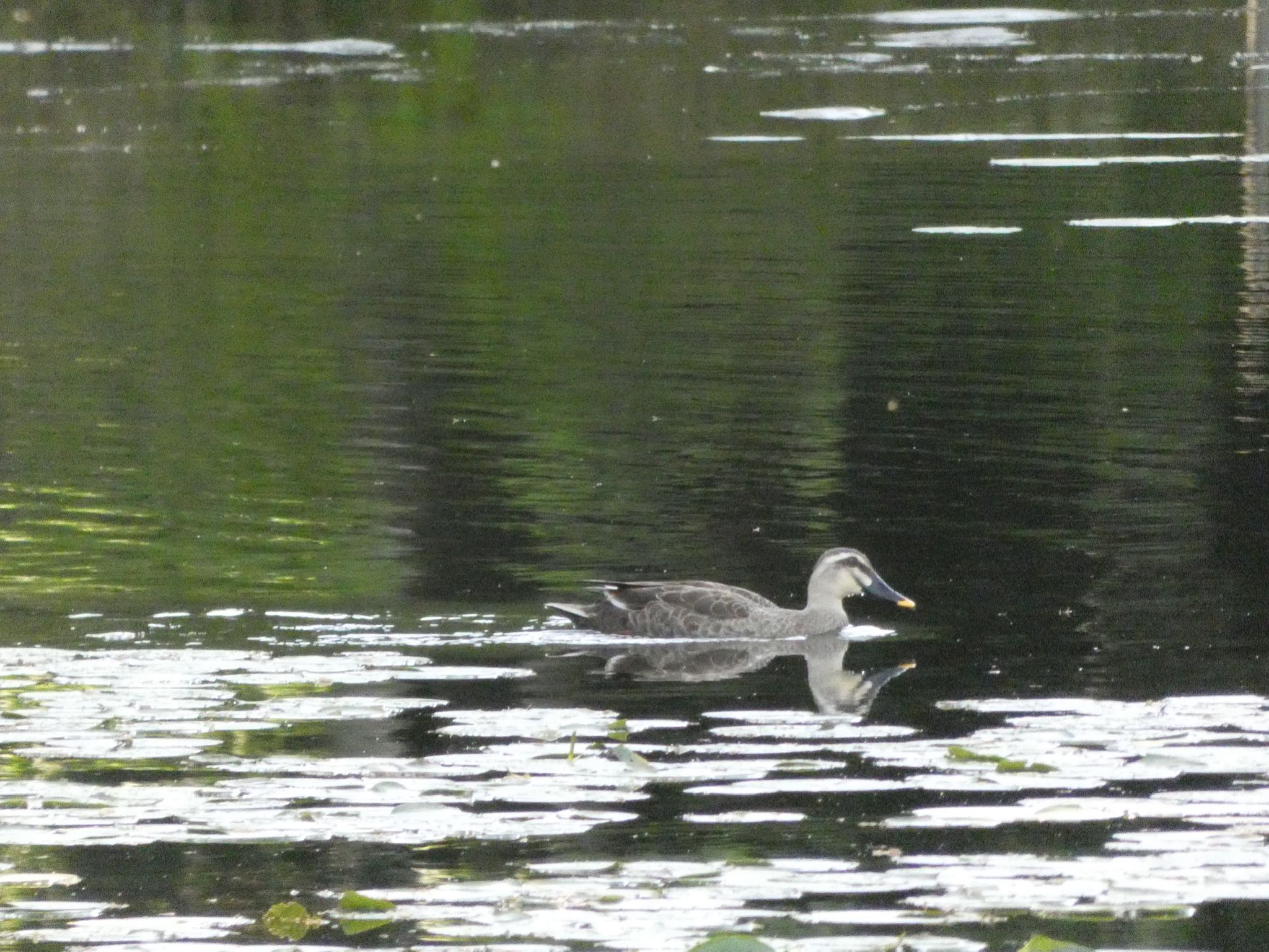 Eastern Spot-billed Duck