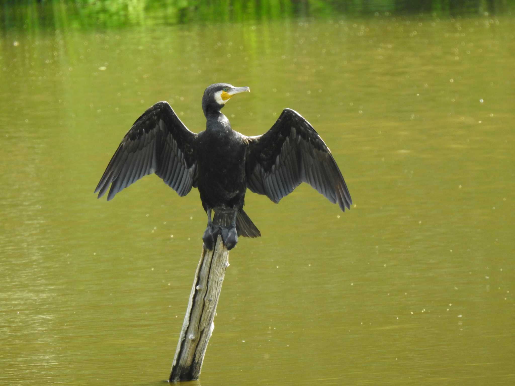 カワウ