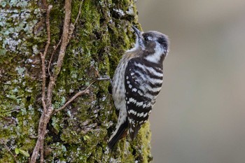 Japanese Pygmy Woodpecker Kyoto Gyoen Sat, 2/11/2017