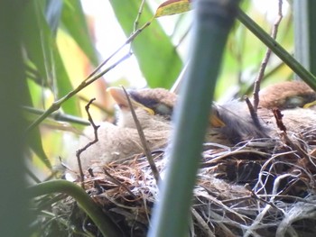 Sun, 4/18/2021 Birding report at Mizumoto Park