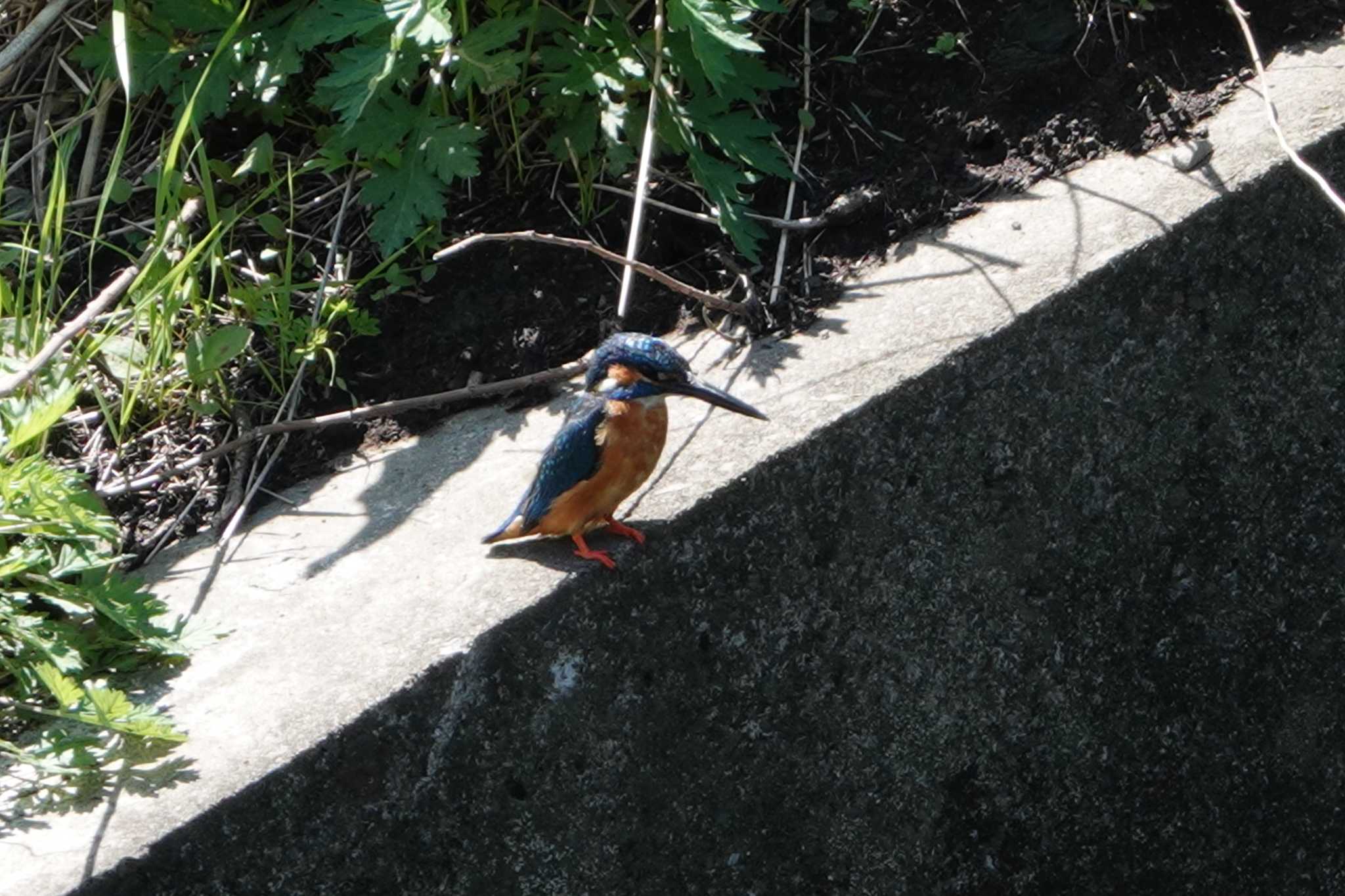 芝川 カワセミの写真