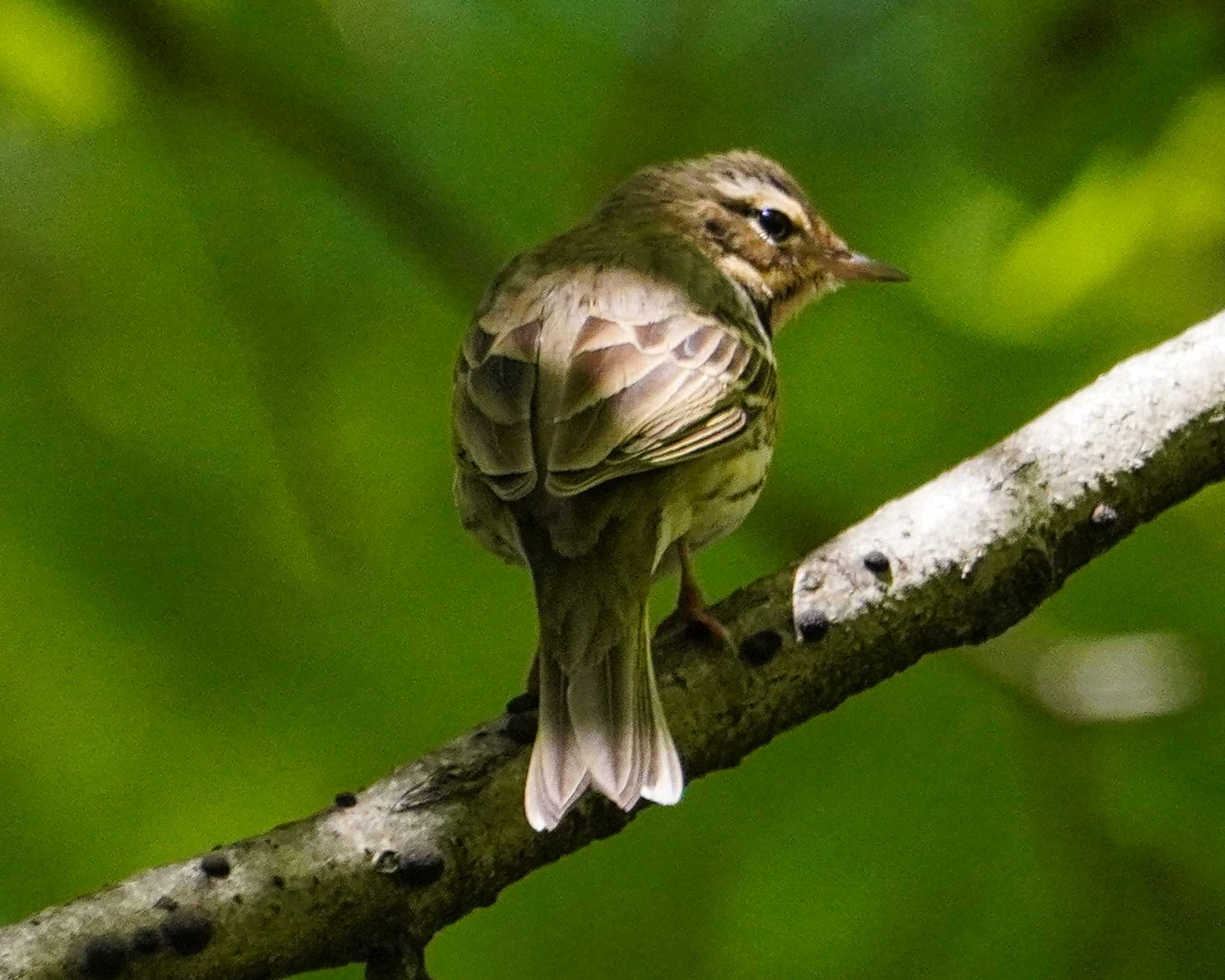 長池公園 ビンズイの写真 by Toshi Yama