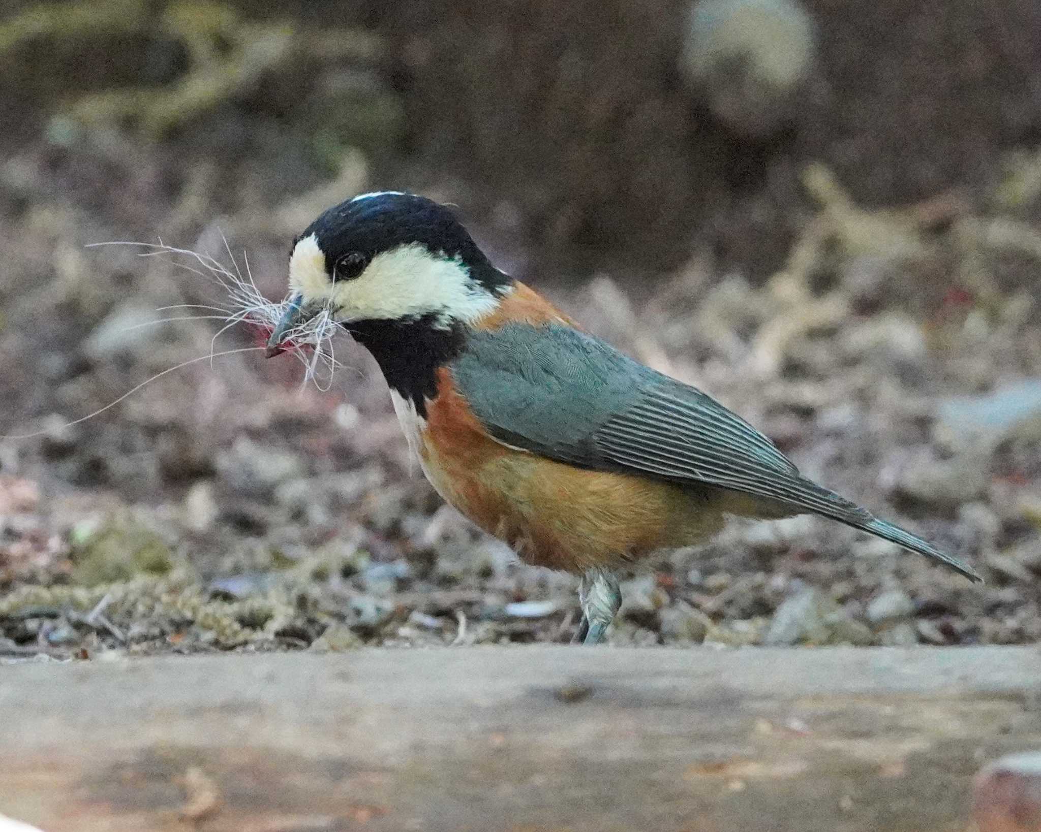 長池公園 ヤマガラの写真