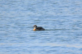 Sun, 4/11/2021 Birding report at 酒田港(山形県)