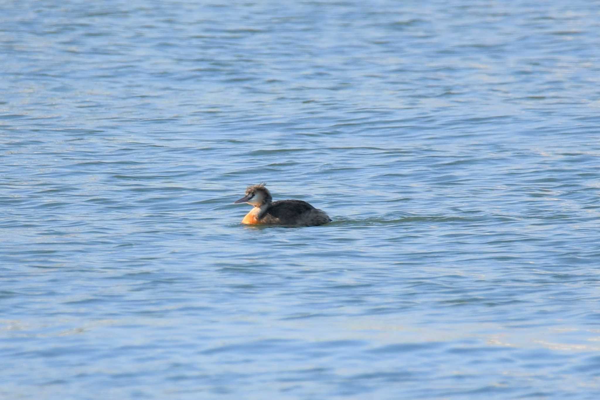 Great Crested Grebe