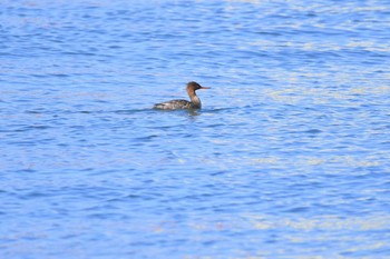 Red-breasted Merganser 酒田港(山形県) Sun, 4/11/2021