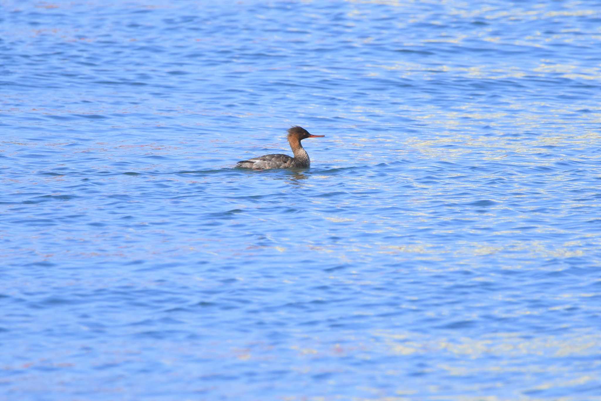 Photo of Red-breasted Merganser at 酒田港(山形県) by のぶ