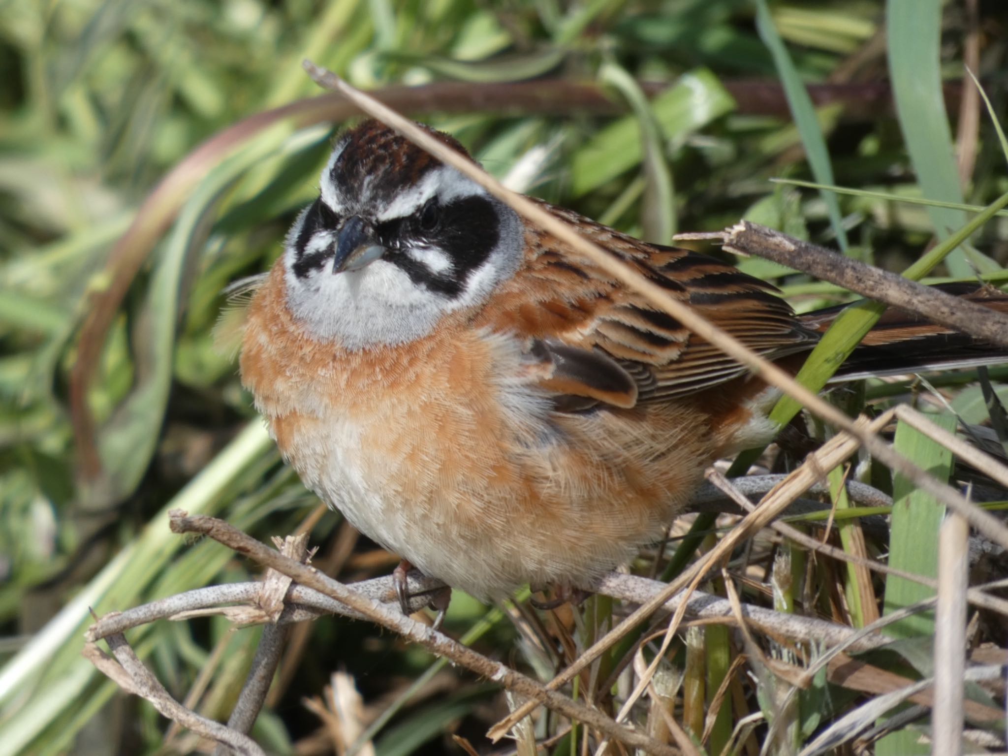 Photo of Meadow Bunting at 馬見丘陵公園 by サンダーバード