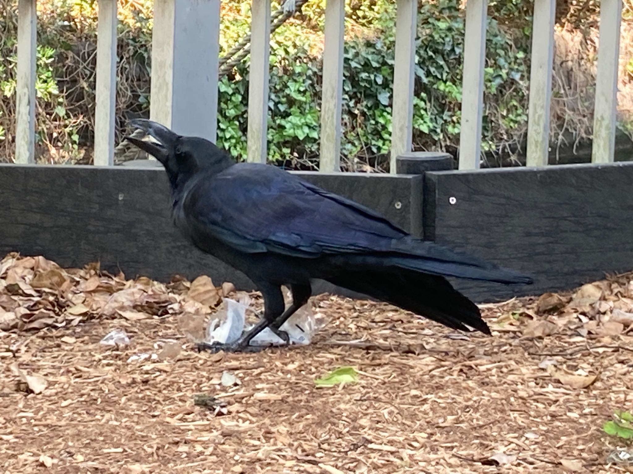 横十間川親水公園(東京都江東区) ハシブトガラスの写真 by のぐち