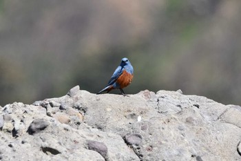 Blue Rock Thrush 加茂レインボービーチ Sun, 4/11/2021