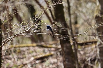 Sun, 4/18/2021 Birding report at 十里木高原