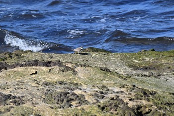 Little Ringed Plover 吹浦海岸(山形県遊佐町) Sun, 4/11/2021