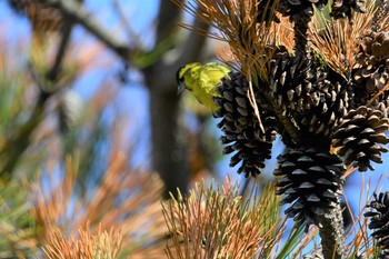 Eurasian Siskin 吹浦海岸(山形県遊佐町) Sun, 4/11/2021