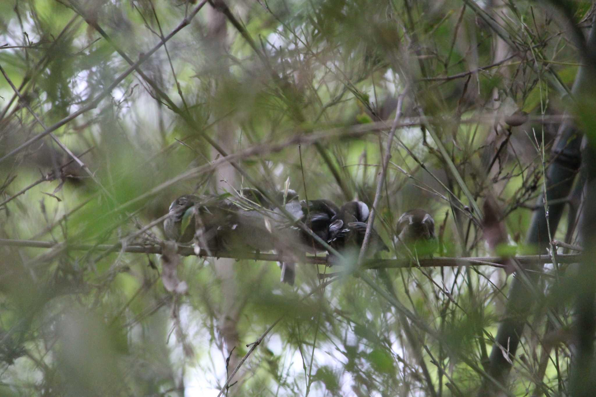 秋ヶ瀬公園(ピクニックの森) エナガの写真