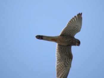 2021年4月18日(日) 多摩川二ヶ領上河原堰の野鳥観察記録