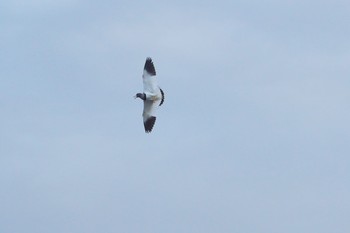 Grey-headed Lapwing 泉南市 Sun, 4/18/2021