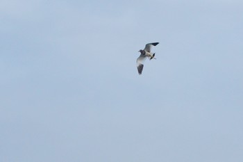 Grey-headed Lapwing 泉南市 Sun, 4/18/2021