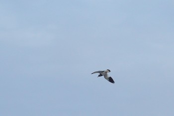 Grey-headed Lapwing 泉南市 Sun, 4/18/2021