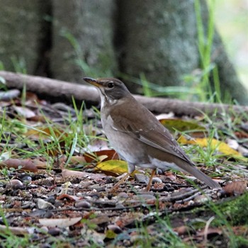 2021年4月18日(日) 矢橋帰帆島 (滋賀県草津市)の野鳥観察記録