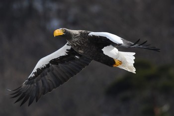 Steller's Sea Eagle 滋賀県湖北 Sat, 2/18/2017