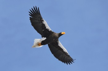 Steller's Sea Eagle 滋賀県湖北 Sat, 2/18/2017