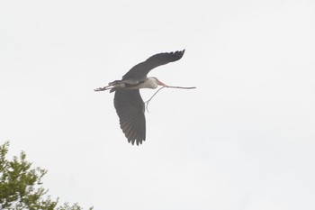 Grey Heron 阪南市 Sun, 4/18/2021