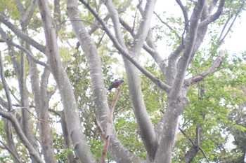 Blue Rock Thrush 阪南市 Sun, 4/18/2021