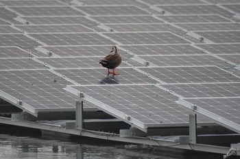 カルガモ 阪南市 2021年4月18日(日)