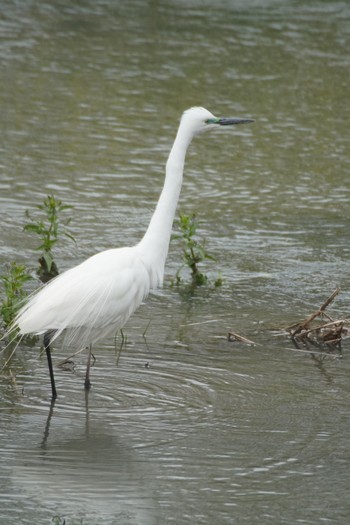 Great Egret 阪南市 Sun, 4/18/2021