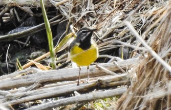 Fri, 4/16/2021 Birding report at 十勝地方 音更川