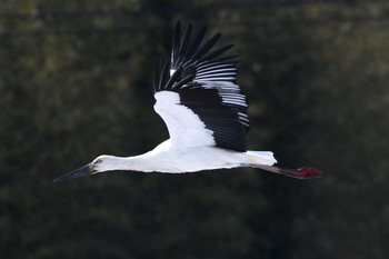 コウノトリ 滋賀県湖北 2017年2月18日(土)