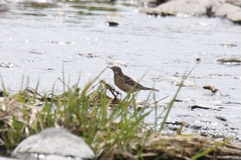 Water Pipit 十勝地方 音更川 Fri, 4/16/2021