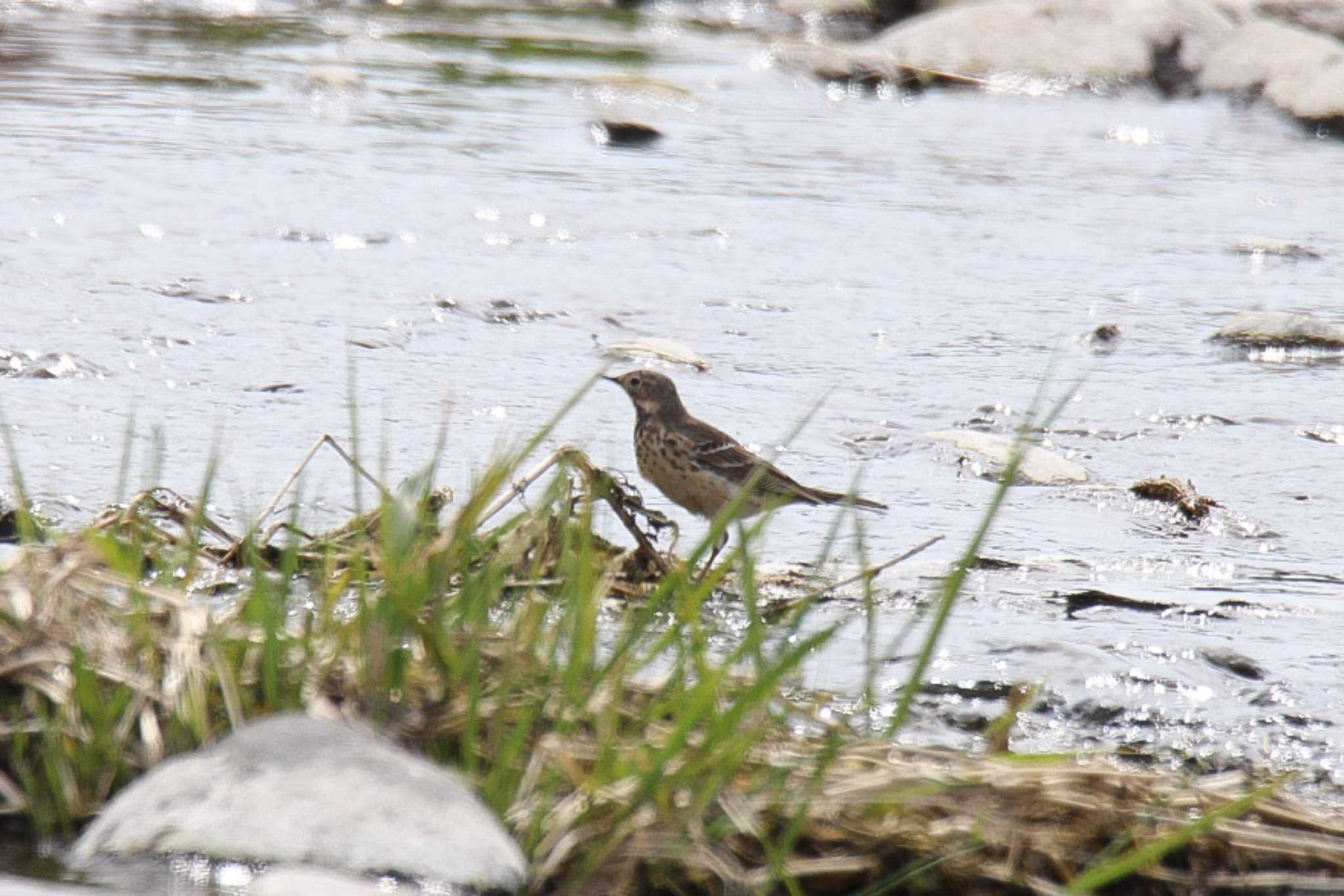 Photo of Water Pipit at 十勝地方 音更川 by ノビタキ王国の住民 