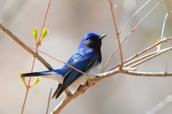 Blue-and-white Flycatcher Unknown Spots Sun, 4/18/2021