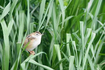 セッカ 多摩川 2021年4月10日(土)