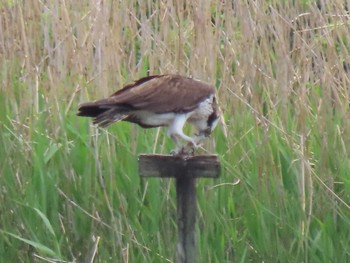 Sun, 4/18/2021 Birding report at 弥富野鳥園