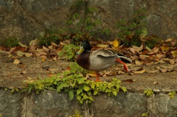 Mallard 岡崎公園 Sun, 4/18/2021