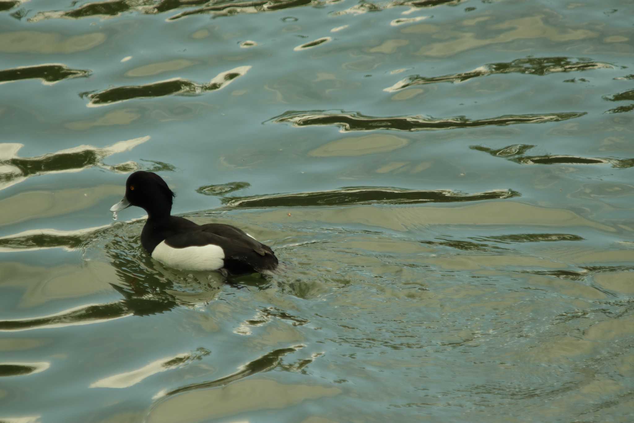 Photo of Tufted Duck at Y:35.01201266906958,X:135.78488094850755 by 蕾@sourai0443