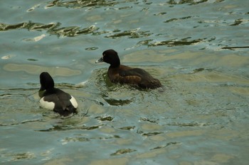 Tufted Duck 岡崎通 Sun, 4/18/2021