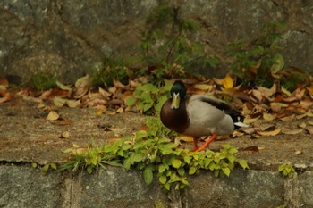 Mallard 岡崎公園 Sun, 4/18/2021